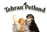 محصولات حیوانات خانگی در تهران