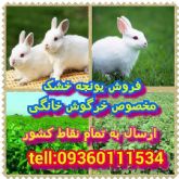 فروش یونجه مخصوص خرگوش ها با ارزان ترین قیمت